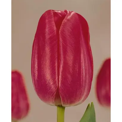 Henk van Os / Hэнк ван Ос