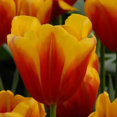 Hennie van de Most / Hэнниэ ван дэ Мост