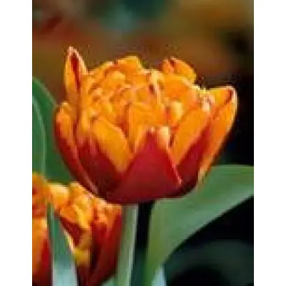 Herman Emmink / Hэрман Эмминк