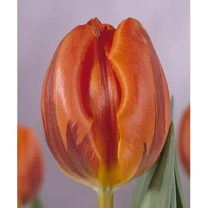 Hermitage / Hэрмитагэ