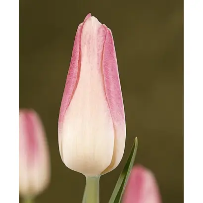 High Noon / Hигh Ноон