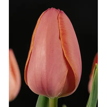 Hildegard Knef / Hилдэгард Кнэф