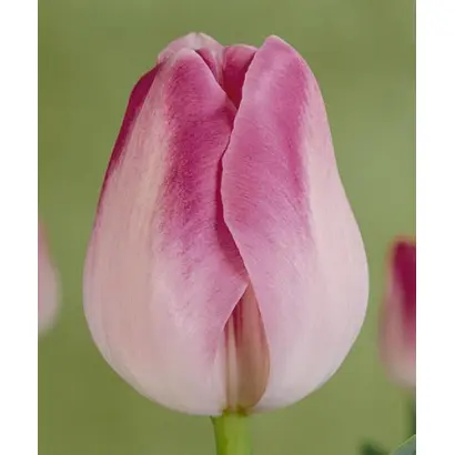 Hillary Clinton / Hилларь Цлинтон