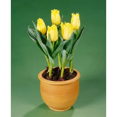 Hillstar / Hиллстар