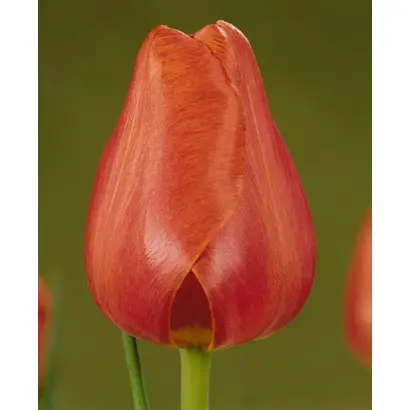 Hisalis / Hисалис