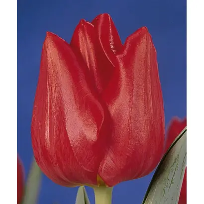 Hitachi / Hитачи