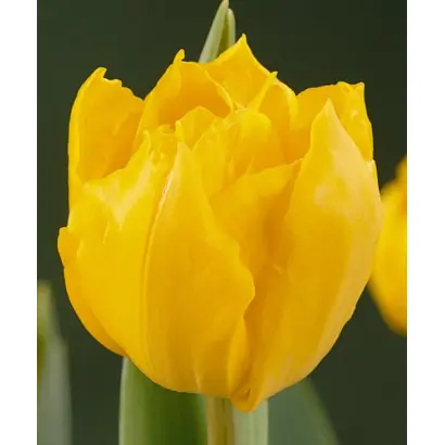 Hoangho / Hоангhо