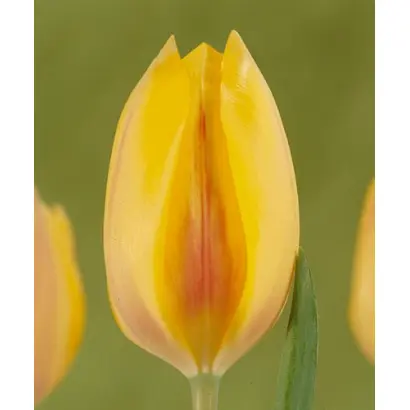 Hocus Pocus / Hоцус Поцус