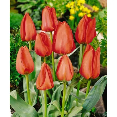 Holland National / Hолланд Натионал