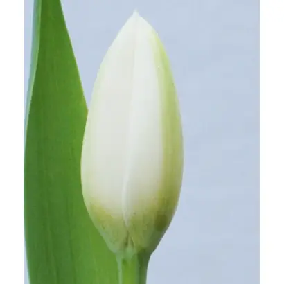 Holland Snow / Hолланд Сноw