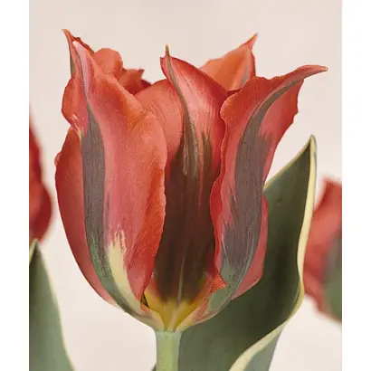 Hollywood Star / Hолльwоод Стар