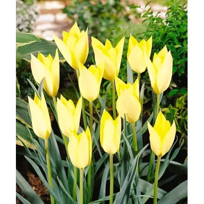 Honky Tonk / Hонкь Тонк