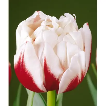 Horizon / Hоризон