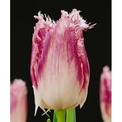 Huis Ten Bosch / Hуис Тэн Босч