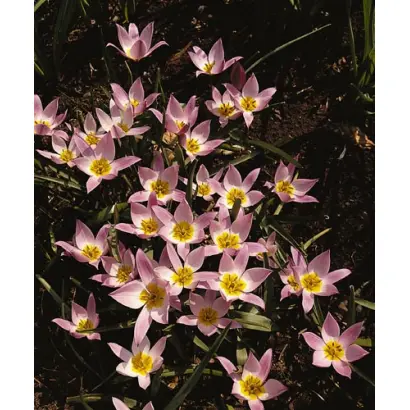 Humilis / Hумилис