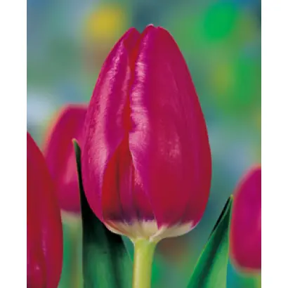 Huntsville / Hунтсвиллэ