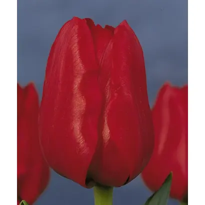 Ile de France / Илэ дэ Францэ