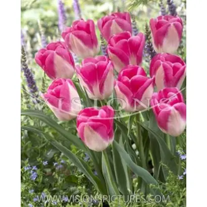 Innuendo / Иннуэндо