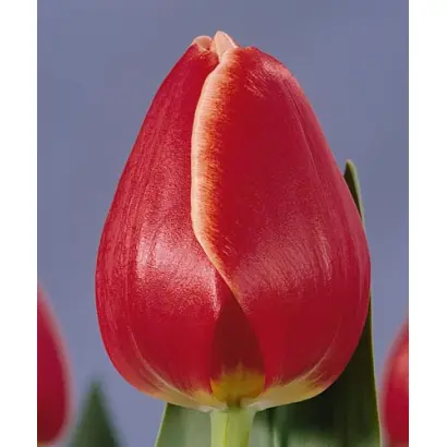 Invasion / Инвасион