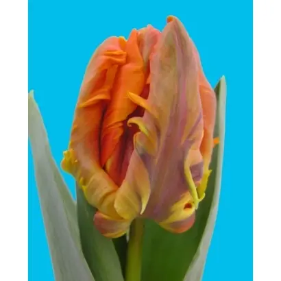 Irene Parrot / Ирэнэ Паррот