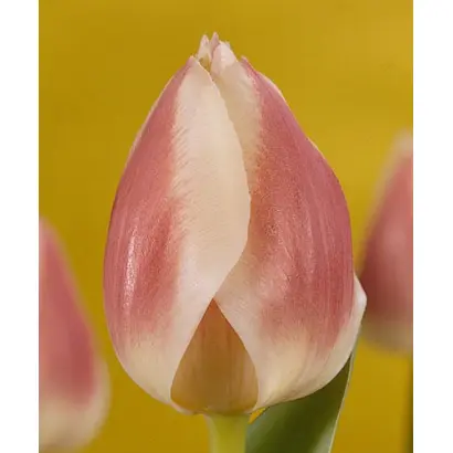 Isabella / Исабэлла