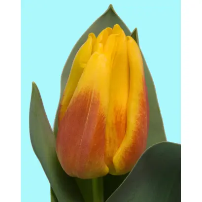 Iсe Lolly / Исэ Лолль