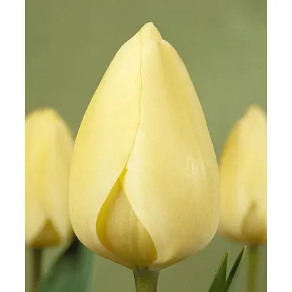 Ivory Floradale / Иворь Флорадалэ