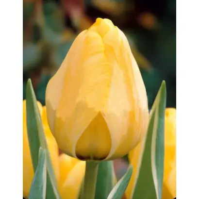 Jaap Groot / Яап Гроот