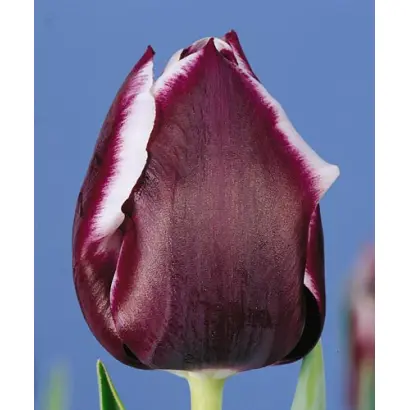 Jackpot / Яцкпот