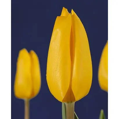 Jan van Nes / Ян ван Нэс