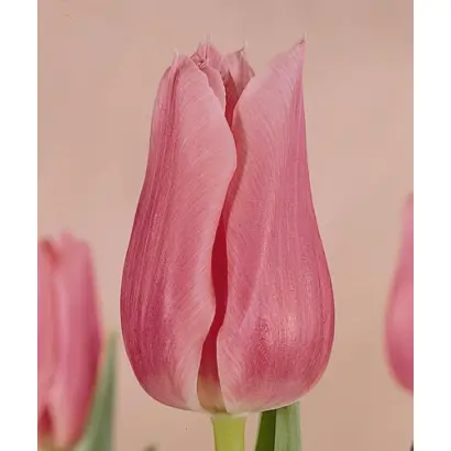 Jan van Zanten's Memory / Ян ван Зантэн'с Мэморь