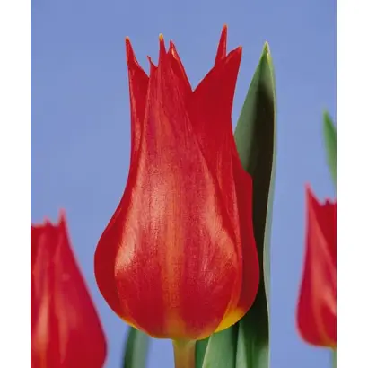 Jane Packer / Янэ Пацкэр