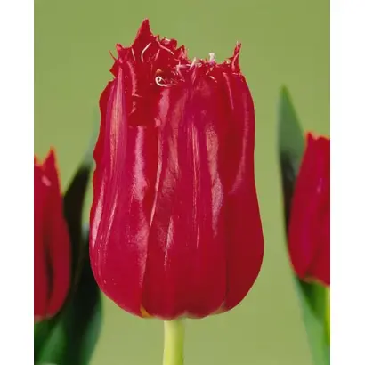 Jetfire / Етфирэ