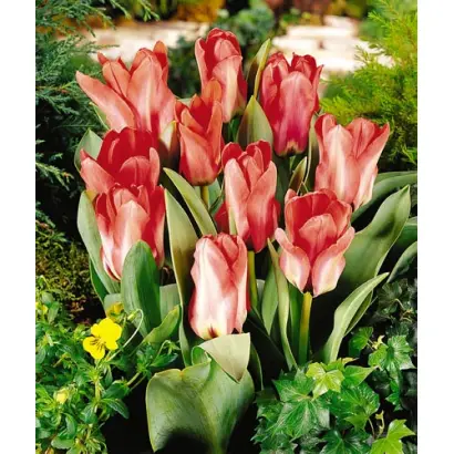 Job's Memory / Ёб'с Мэморь