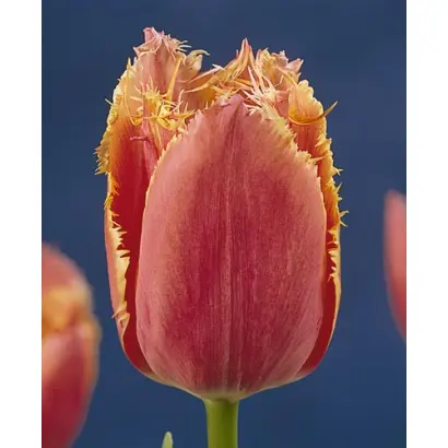 Johann Gutenberg / Ёhанн Гутэнбэрг