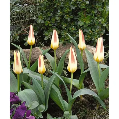 Johann Strauss / Ёhанн Страусс