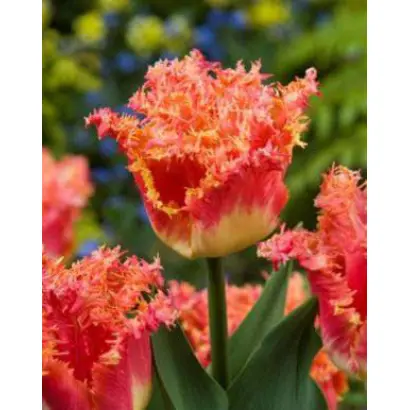 Joint Division / Ёинт Дивисион