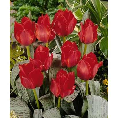 Julius Ceasar / Юлиус Цэасар