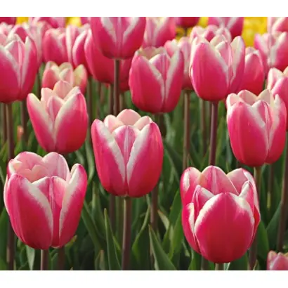 Jumbo Beauty / Юмбо Бэауть