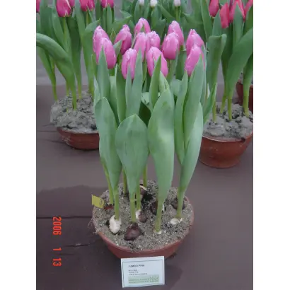 Jumbo Pink / Юмбо Пинк