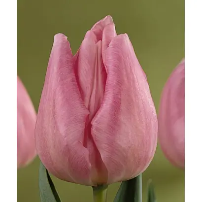 Kaiserin Maria Theresia / Каисэрин Мариа Тhэрэсиа