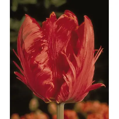 Karel Doorman / Карэл Доорман