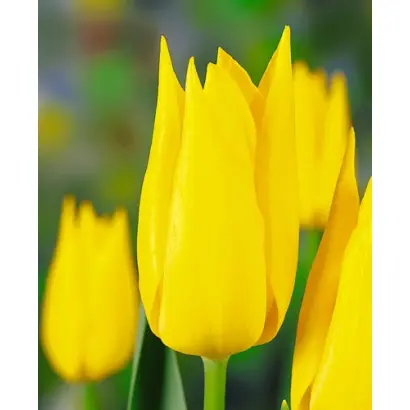 Karen Mulder / Карэн Мулдэр