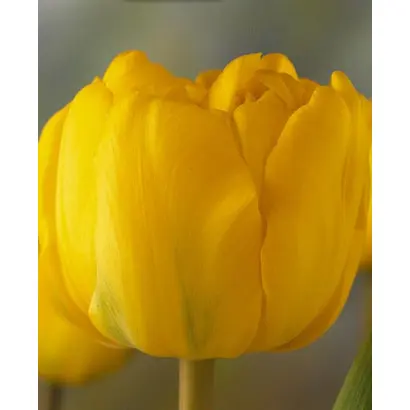 Kareol / Карэол