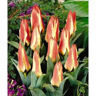 Karimata / Каримата