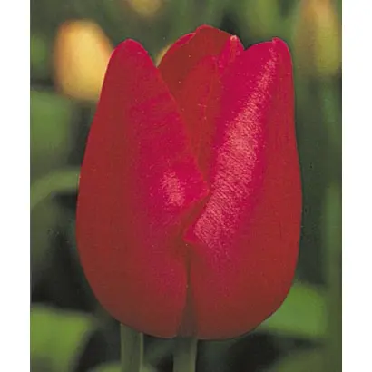 Karin Bloemen / Карин Блоэмэн