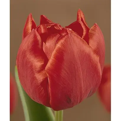 Kastrup / Каструп