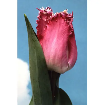 Katie Malua / Катиэ Малуа