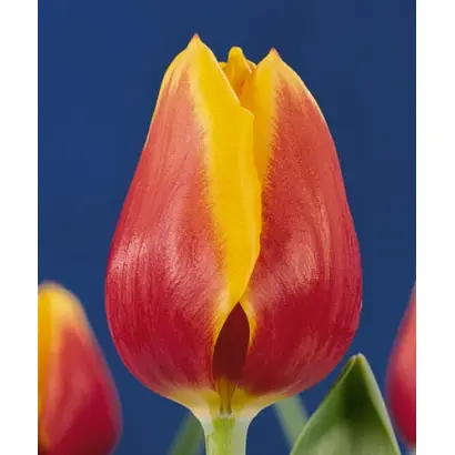 Kees Nelis / Кээс Нэлис