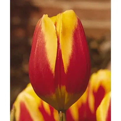 Keizerskroon / Кэизэрскроон